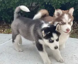 DIJUAL ANAK ANJING SIBERIAN HUSKY