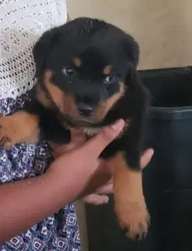 DIJUAL ANAK ANJING ROTTWEILER