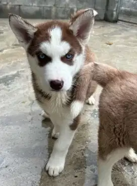 DIJUAL ANAK ANJING SIBERIAN HUSKY