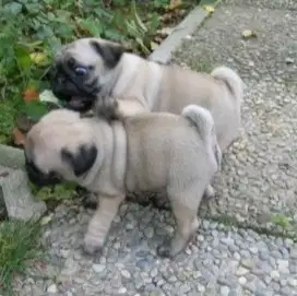 DIJUAL ANAK ANJING PUG