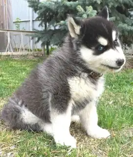 DIJUAL ANAK ANJING SIBERIAN HUSKY