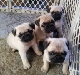 DIJUAL ANAK ANJING PUG