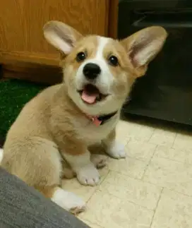 DIJUAL ANAK ANJING CORGY
