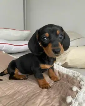 DIJUAL ANAK ANJING TEKEL/DACHSHUND