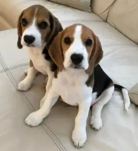 DIJUAL ANAK ANJING BEAGLE