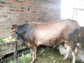 Sapi Qurban di Cengkareng Jakarta Barat Harga terjangkau