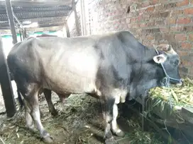 Sapi Qurban di Cengkareng Jakarta Barat Harga terjangkau