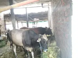 Sapi Qurban di Cengkareng Jakarta Barat Harga terjangkau