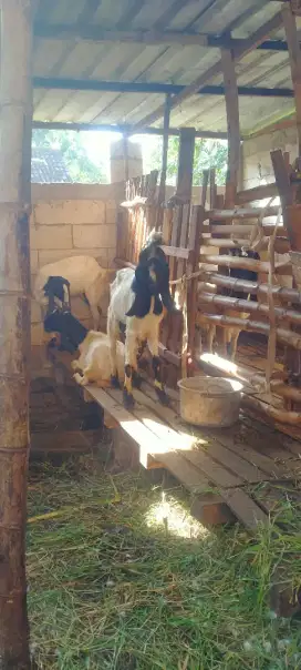 Kambing qurban dari kandang