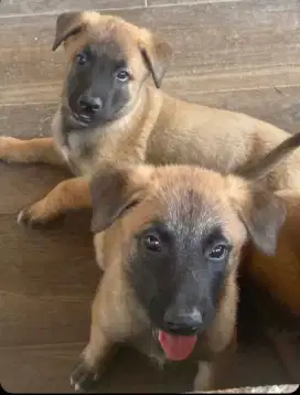 DIJUAL ANAK ANJING BELGIAN MALINOIS