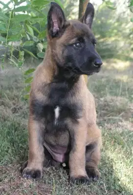 DIJUAL ANAK ANJING BELGIAN MALINOIS
