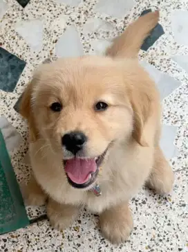DIJUAL ANAK ANJING GOLDEN RETRIEVER