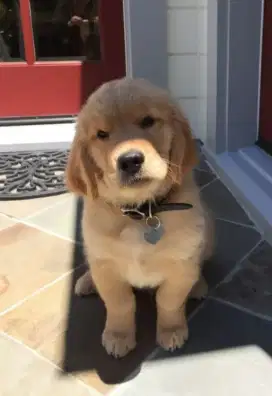DIJUAL ANAK ANJING GOLDEN RETRIEVER