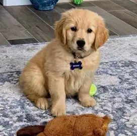 DIJUAL ANAK ANJING GOLDEN RETRIEVER