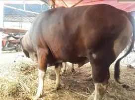Jual sapi qurban bali  bobot 350up