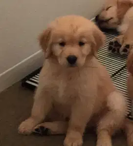 DIJUAL ANAK ANJING GOLDEN RETRIEVER