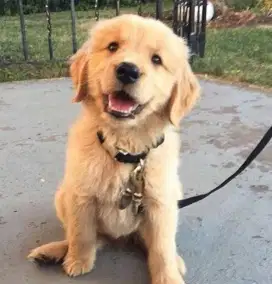 DIJUAL ANAK ANJING GOLDEN RETRIEVER