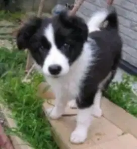 DIJUAL ANAK ANJING BORDER COLLIE