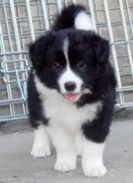 DIJUAL ANAK ANJING BORDER COLLIE