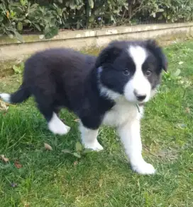 DIJUAL ANAK ANJING BORDER COLLIE
