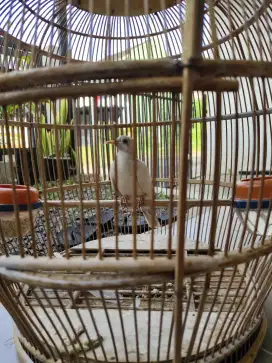 perkutut putih lurik