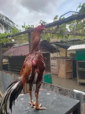 jual rugi Ayam Bangkok