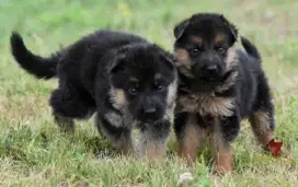 DIJUAL ANAK ANJING GERMAND SHEPARD ( HERDER)