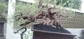 bonsai santigi ( Phempis Acidula )