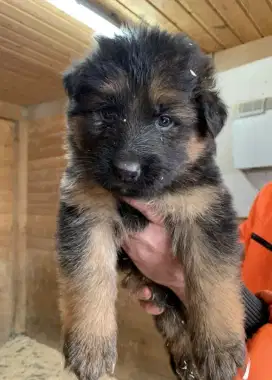 DIJUAL ANAK ANJING GERMAND SHEPARD ( HERDER)