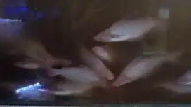 Ikan patin albino 20cm