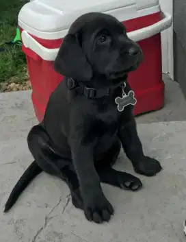 DIJUAL ANAK ANJING LABRADOR RETRIEVER