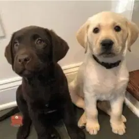 DIJUAL ANAK ANJING LABRADOR RETRIEVER