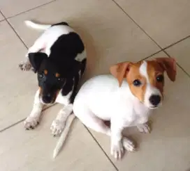 DIJUAL ANAK ANJING JACK RUSSELL PURE