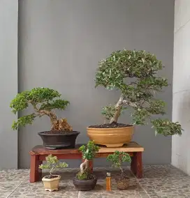 Borongan murah bonsai hias ada 5 pohon