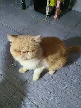 Kucing jantan peaknose shorthair