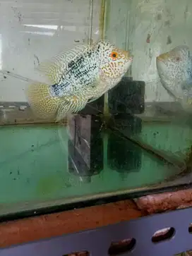 Louhan golden base