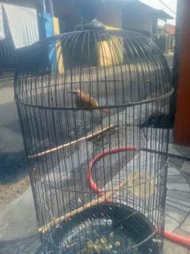 Trucukan udah ngepur rajin bunyi harga satu ekor 75 RB ada 5 ekor pil