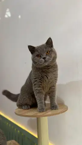 BSH pedigree WCF