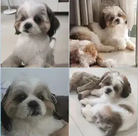 Shihtzu 1 tahun jantan