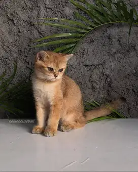 BSH British Shorthair Golden Ny11 Male Jantan Kitten PURE Non PED