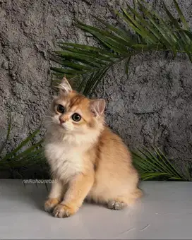 BLH British Longhair Golden Ny11 Female Betina Kitten PURE Non PED