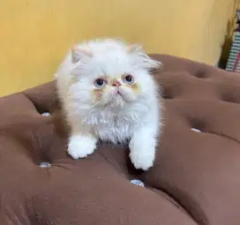Kucing Persia peaknose