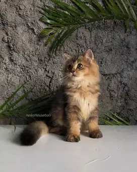 BLH British Longhair Golden Ny25 Male Jantan Kitten PURE Non PED