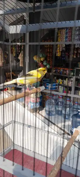 Kenari Rasmi Lokal Losring