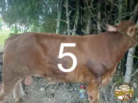 Sapi Qurban no 5