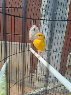 Kenari kuning loper
