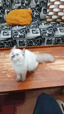 Kitten Kucing American Curl Betina