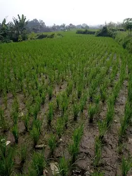 Jual murah tanah