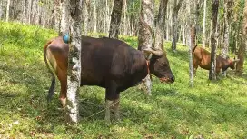 sapi BAGUS berkwalitas