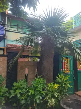 Pohon palem jenggot